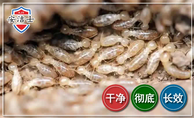 上虞区白蚁防治