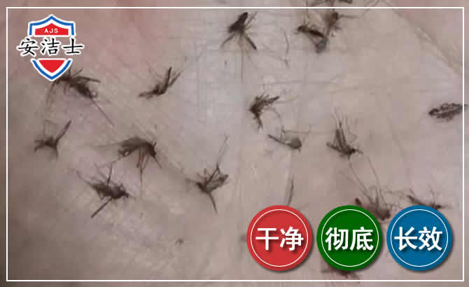 上虞区蚊子防治-灭蚊