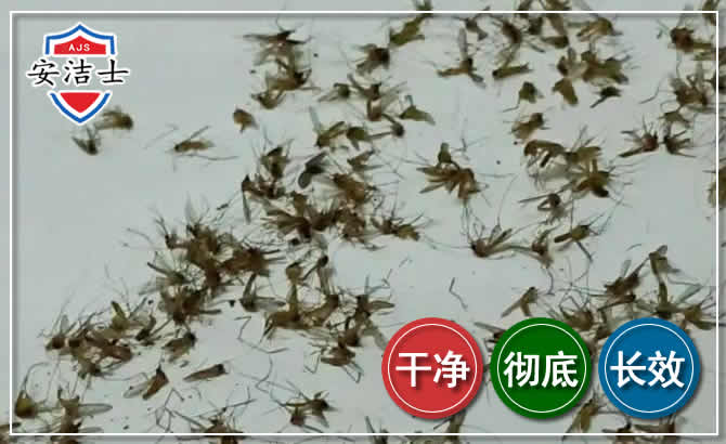 上虞区苍蝇防治-灭蝇