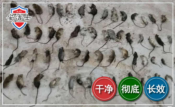 上虞区鼠害防治-灭鼠