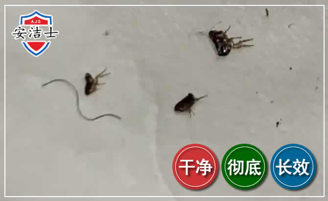 上虞区跳蚤防治-灭跳蚤