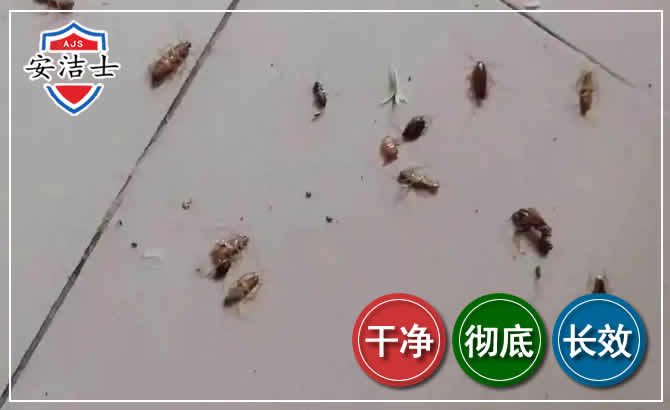 上虞区蟑螂防治-灭蟑螂