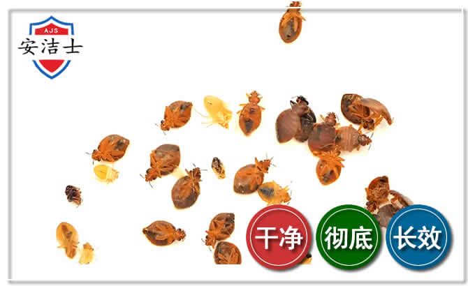 上虞区臭虫防治-消灭臭虫
